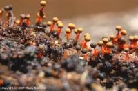 Attēlu rezultāti vaicājumam “Physarum psittacinum spores”