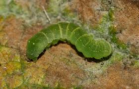 Attēlu rezultāti vaicājumam “Euplexia lucipara”