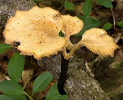 Attēlu rezultāti vaicājumam “Polyporus varius”