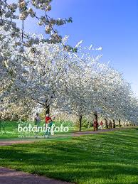 Attēlu rezultāti vaicājumam “Prunus avium flower”