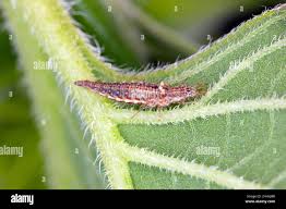 Attēlu rezultāti vaicājumam “Chrysopidae imago”