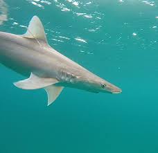 Image result for Paragaleus pectoralis