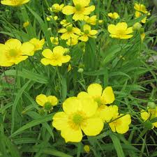 Attēlu rezultāti vaicājumam “Ranunculus flammula leaf”