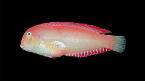 Image result for Xyrichtys novacula