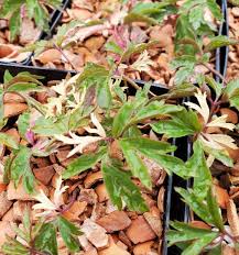 Attēlu rezultāti vaicājumam “Anemone nemorosa leaf”