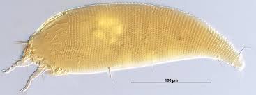 Attēlu rezultāti vaicājumam “Gulielmina vermicularis”