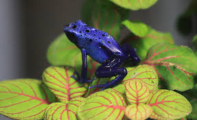 Image result for blauer baumsteiger