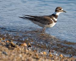 Image result for Charadrius vociferus