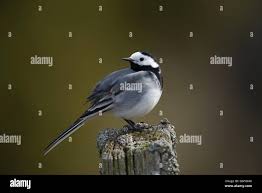 Attēlu rezultāti vaicājumam “Motacilla alba adult”