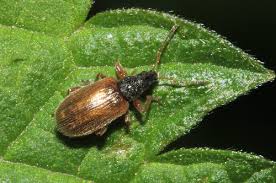 Attēlu rezultāti vaicājumam “Phyllobius”