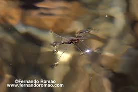 Attēlu rezultāti vaicājumam “Aquarius najas”