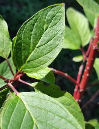 Attēlu rezultāti vaicājumam “Cornus sericea”