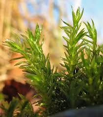 Attēlu rezultāti vaicājumam “Cinclidotus danubicus cells”