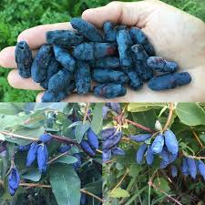 Attēlu rezultāti vaicājumam “Lonicera caerulea var. pallasii fruit”