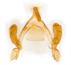 Attēlu rezultāti vaicājumam “Conistra rubiginea”