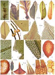 Attēlu rezultāti vaicājumam “Fissidens bryoides sporophyte”