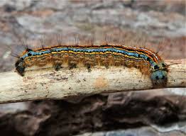 Attēlu rezultāti vaicājumam “Malacosoma neustria larva”