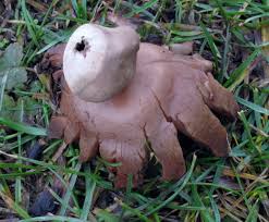 Attēlu rezultāti vaicājumam “Geastrum rufescens”