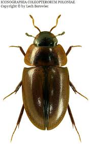 Attēlu rezultāti vaicājumam “Enochrus affinis”