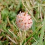 Attēlu rezultāti vaicājumam “Trifolium fragiferum fruit”