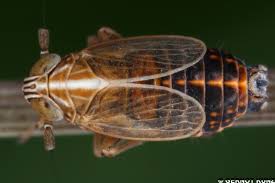 Attēlu rezultāti vaicājumam “Delphacidae”