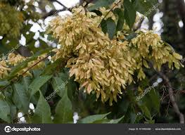 Attēlu rezultāti vaicājumam “Fraxinus excelsior fruit”