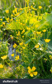 Attēlu rezultāti vaicājumam “Ranunculus flammula flower”
