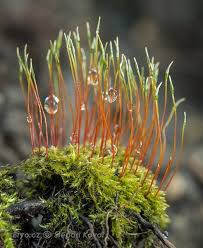 Attēlu rezultāti vaicājumam “Acaulon muticum sporophyte”