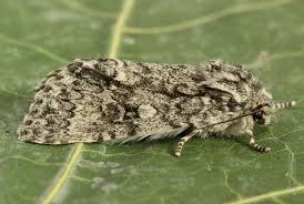 Attēlu rezultāti vaicājumam “Acronicta megacephala”