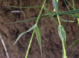 Attēlu rezultāti vaicājumam “Stellaria holostea”