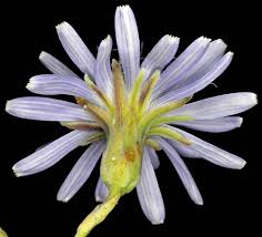 Attēlu rezultāti vaicājumam “Lactuca tatarica bud”