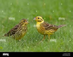 Attēlu rezultāti vaicājumam “Emberiza citrinella juvenile”