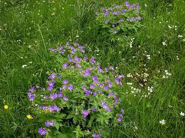 Attēlu rezultāti vaicājumam “Geranium sylvaticum”