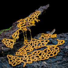 Attēlu rezultāti vaicājumam “Hemitrichia serpula”