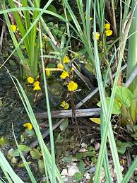 Attēlu rezultāti vaicājumam “Utricularia vulgaris”