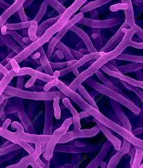 Attēlu rezultāti vaicājumam “Sarcoporia polyspora”