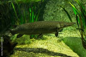 Image result for Atractosteus spatula