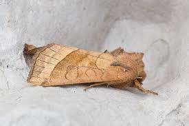 Attēlu rezultāti vaicājumam “Hydraecia micacea”