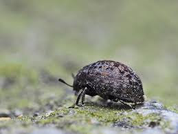 Attēlu rezultāti vaicājumam “Cytilus sericeus”