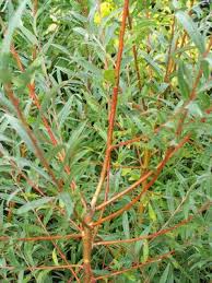 Attēlu rezultāti vaicājumam “Salix alba”