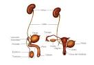 Sistema <b>urinario</b>