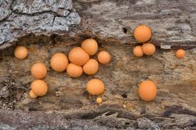 Attēlu rezultāti vaicājumam “Lycogala miserum spores”