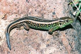 Attēlu rezultāti vaicājumam “Lacerta agilis”