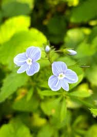 Attēlu rezultāti vaicājumam “Veronica chamaedrys flower”