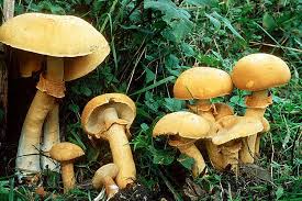 Attēlu rezultāti vaicājumam “Phaeolepiota aurea”