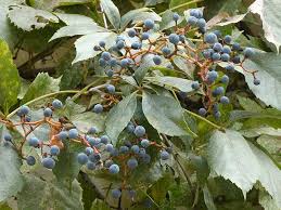 Attēlu rezultāti vaicājumam “Parthenocissus quinquefolia”