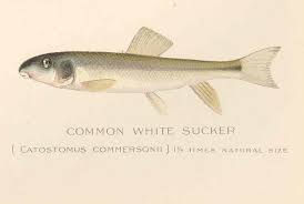 Image result for Catostomus commersonii