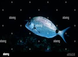Image result for Diplodus vulgaris