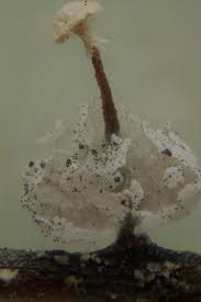 Attēlu rezultāti vaicājumam “Didymium bahiense macro”