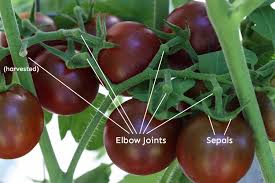 Afbeeldingsresultaat voor black cherry tomato